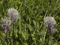 Plantago media 3, Ruige weegbree, Saxifraga-Marijke Verhagen