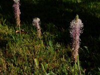 Plantago media 30, Ruige weegbree Saxifraga-Ed Stikvoort