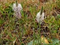 Plantago media 31, Ruige weegbree Saxifraga-Ed Stikvoort