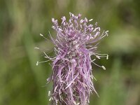 Plantago media 32, Ruige weegbree, Saxifraga-Willem van Kruijsbergen