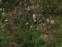 Plantago media 33, Ruige weegbree, Saxifraga-Hans Boll