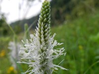 Plantago media 34, Ruige weegbree, Saxifraga-Rutger Barendse