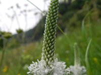 Plantago media 35, Ruige weegbree, Saxifraga-Rutger Barendse
