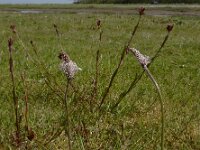 Plantago media 36, Ruige weegbree, Saxifraga-Ed Stikvoort