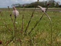 Plantago media 37, Ruige weegbree, Saxifraga-Ed Stikvoort