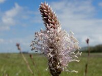 Plantago media 38, Ruige weegbree, Saxifraga-Ed Stikvoort