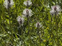 Plantago media 4, Ruige weegbree, Saxifraga-Marijke Verhagen