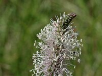 Plantago media 5, Ruige weegbree, Saxifraga-Jan van der Straaten