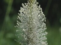 Plantago media 6, Ruige weegbree, Saxifraga-Jan van der Straaten