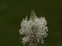 Plantago media 7, Ruige weegbree, Saxifraga-Jan van der Straaten