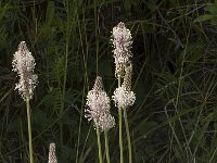 Plantago media 8, Ruige weegbree, Saxifraga-Marijke Verhagen