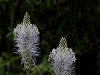 Plantago media 9, Ruige weegbree, Saxifraga-Jan van der Straaten