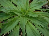 Plantago serraria 2, Saxifraga-Ed Stikvoort