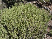 Plantago webbii 2, Saxifraga-Hans Grotenhuis