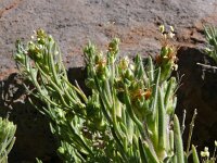 Plantago webbii 3, Saxifraga-Hans Grotenhuis