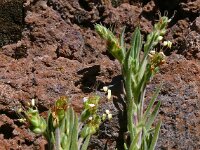 Plantago webbii 4, Saxifraga-Hans Grotenhuis
