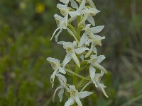 Platanthera bifolia 13, Welriekende nachtorchis, Saxifraga-Willem van Kruijsbergen