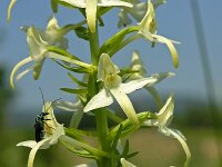Platanthera bifolia 19, Welriekende nachtorchis, Saxifraga-Hans Dekker