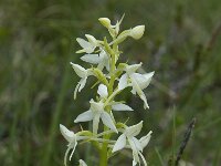 Platanthera bifolia 2, Welriekende nachtorchis, Saxifraga-Willem van Kruijsbergen