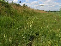 Platanthera bifolia 26, Welriekende nachtorchis, Saxifraga-Hans Dekker