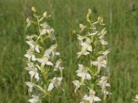 Platanthera bifolia 27, Welriekende nachtorchis, Saxifraga-Jan Willem Jongepier