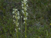 Platanthera bifolia 3, Welriekende nachtorchis, Saxifraga-Willem van Kruijsbergen
