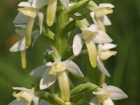 Platanthera bifolia 32, Welriekende nachtorchis, Saxifraga-Hans Dekker