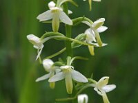 Platanthera bifolia 33, Welriekende nachtorchis, Saxifraga-Hans Dekker