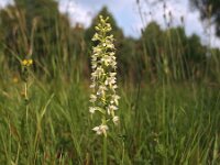 Platanthera bifolia 38, Welriekende nachtorchis, Saxifraga-Hans Dekker