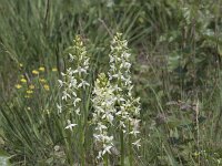 Platanthera bifolia 40, Welriekende nachtorchis , Saxifraga-Mark Zekhuis
