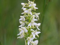 Platanthera bifolia 42, Welriekende nachtorchis, Saxifraga-Bart Vastenhouw