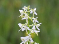 Platanthera bifolia 43, Welriekende nachtorchis, Saxifraga-Bart Vastenhouw