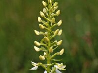 Platanthera bifolia 45, Welriekende nachtorchis, Saxifraga-Hans Dekker