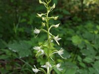 Platanthera bifolia 48, Welriekende nachtorchis, Saxifraga-Hans Dekker