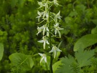 Welriekende nachtorchis