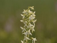 Platanthera bifolia 50, Welriekende nachtorchis, Saxifraga-Bas Klaver