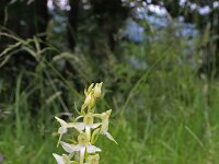 Platanthera bifolia 57, Welriekende nachtorchis, Saxifraga-Jeroen Willemsen
