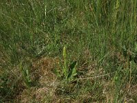 Platanthera bifolia 58, Welriekende nachtorchis, Saxifraga-Hans Boll