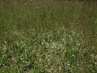 Platanthera bifolia 62, Welriekende nachtorchis, Saxifraga-Hans Boll