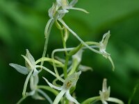 Platanthera bifolia 65, Welriekende nachtorchis, Saxifraga-Dirk Hilbers