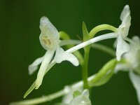 Platanthera bifolia 66, Welriekende nachtorchis, Saxifraga-Dirk Hilbers