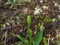 Platanthera bifolia 68, Welriekende nachtorchis, Saxifraga-Hans Dekker
