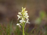 Platanthera bifolia 69, Welriekende nachtorchis, Saxifraga-Hans Dekker