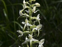 Platanthera bifolia 75, Welriekende nachtorchis, Saxifraga-Willem van Kruijsbergen