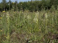 Platanthera bifolia 82, Welriekende nachtorchis, Saxifraga-Willem van Kruijsbergen