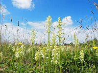Platanthera bifolia 85, Welriekende nachtorchis, Saxifraga-Hans Dekker