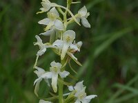 Platanthera bifolia 9, Welriekende nachtorchis, Saxifraga-Willem van Kruijsbergen