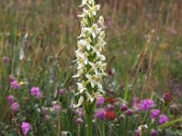 Platanthera bifolia var robusta 35, Saxifraga-Hans Dekker