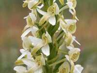 Platanthera bifolia var robusta 36, Saxifraga-Hans Dekker