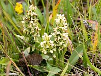 Platanthera hyperborea 9, Saxifraga-Bart Vastenhouw
